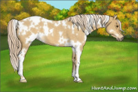Horse Color:White Spotted Palomino Dun 