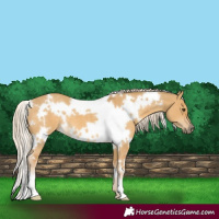 Horse Color:White Spotted Palomino Dun 
