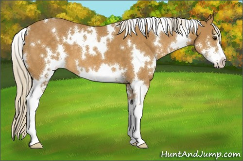 Horse Color:White Spotted Palomino Sabino 