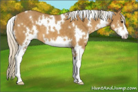 Horse Color:White Spotted Palomino Sabino 