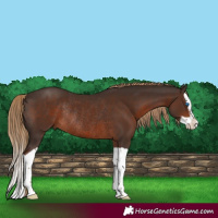 Horse Color:Liver Chestnut Splash Rabicano 