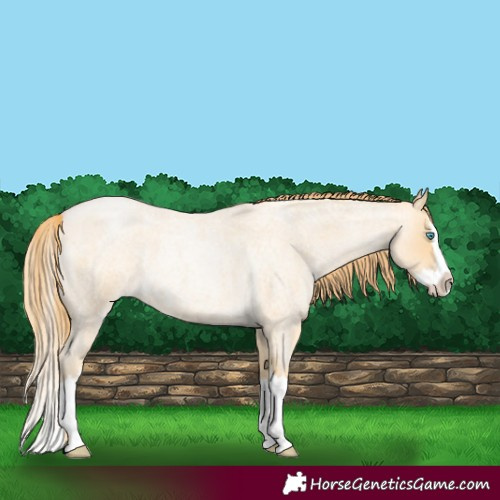 Horse Color:Buckskin Roan Pearl Splash