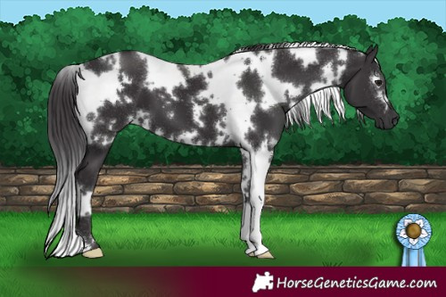 Horse Color:White Spotted Smoky Black 