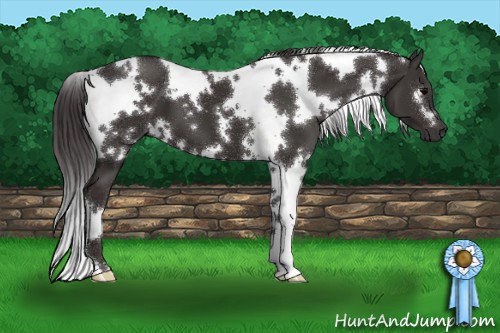 Horse Color:White Spotted Smoky Black 
