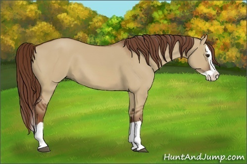 Horse Color:Red Dun Splash 
