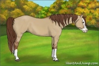 Horse Color:Red Dun Splash 