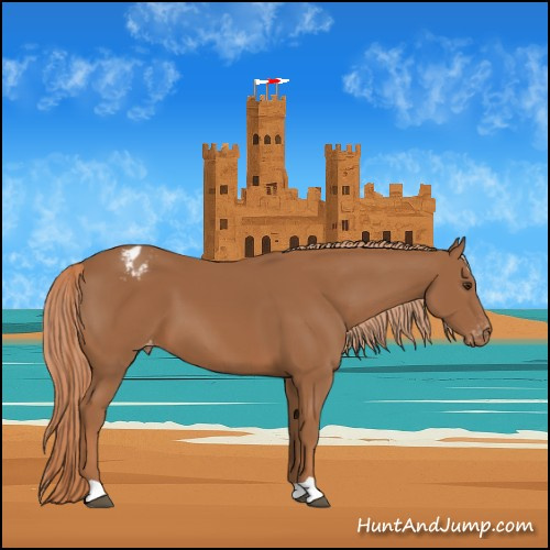 Horse Color:Chestnut Appaloosa 