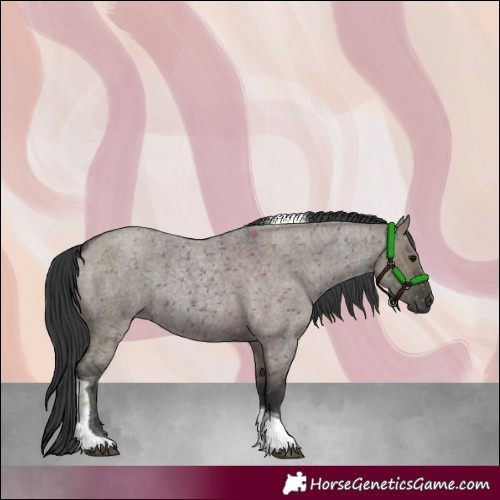 Horse Color:Grullo Roan Tobiano 