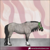 Horse Color:Grullo Roan Tobiano