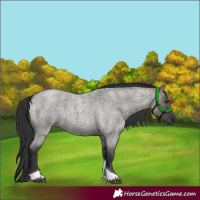 Horse Color:Grullo Roan Tobiano 