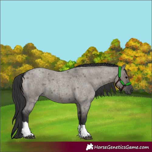 Horse Color:Grullo Roan Tobiano 