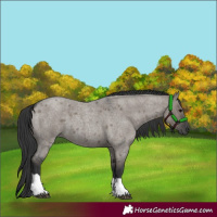 Horse Color:Grullo Roan Tobiano