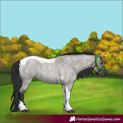 Horse Color:Grullo Roan Tobiano