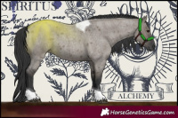 Horse Color:Grullo Roan Tobiano