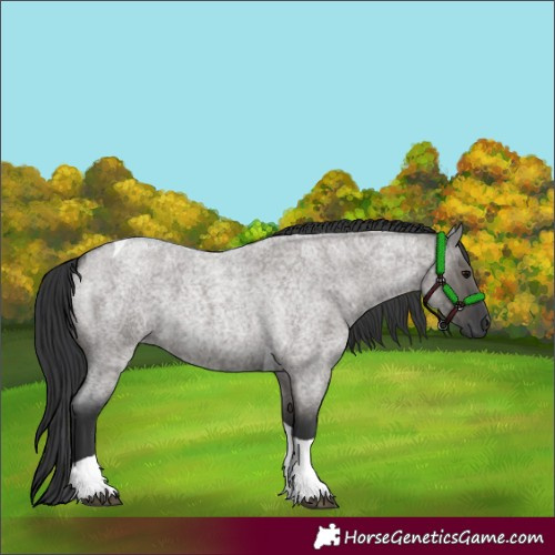 Horse Color:Grullo Roan Tobiano 