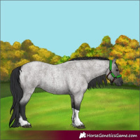 Horse Color:Grullo Roan Tobiano