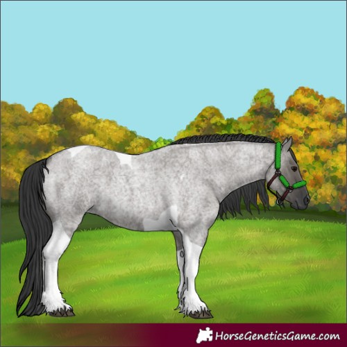 Horse Color:Grullo Roan Tobiano 