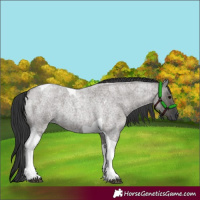 Horse Color:Grullo Roan Tobiano