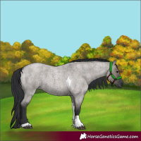 Horse Color:Grullo Roan Tobiano 