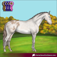 Horse Color:Sable Champagne Dun Sabino Appaloosa