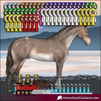Horse Color:Bay Dun Sabino Varnish Brindle 