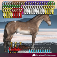 Horse Color:Bay Dun Sabino Varnish Brindle 