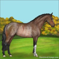 Horse Color:Bay Rabicano 