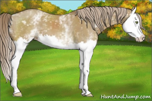Horse Color:White Spotted Chocolate Palomino Dun Mushroom Splash