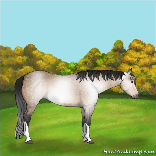 Horse Color:Gray Bay Dun 