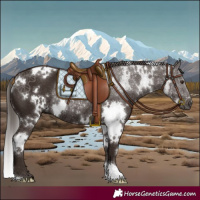 Horse Color:White Spotted Liver Chestnut Rabicano 