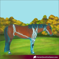 Horse Color:Thunderstruck Bay 