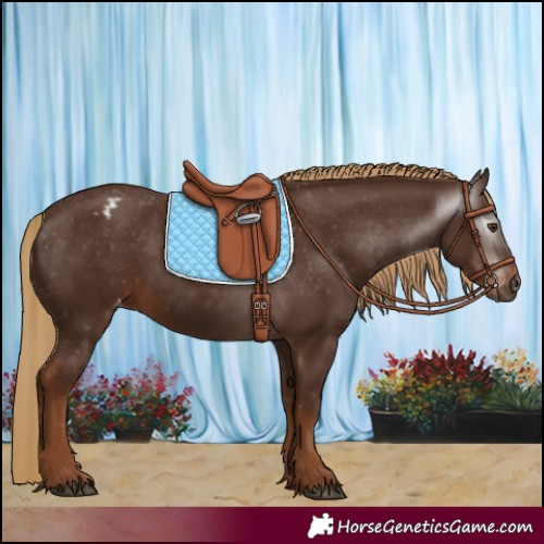 Horse Color:Gray Chestnut Appaloosa 