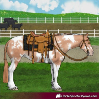 Horse Color:White Spotted Gold Champagne Tobiano 