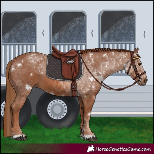 Horse Color:White Spotted Chestnut 
