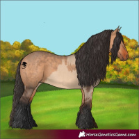 Horse Color:Bay Dun  and Bay Dun 