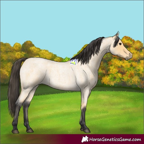 Horse Color:Buckskin Roan 