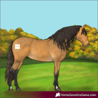 Horse Color:Buckskin 