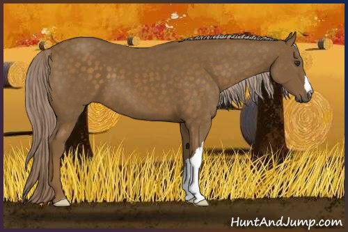 Horse Color:Chocolate Palomino 