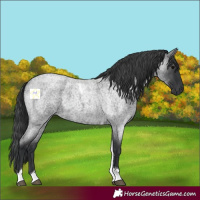 Horse Color:Blue Roan Tobiano 