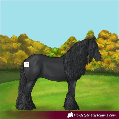 Horse Color:Black 
