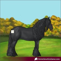 Horse Color:Black 