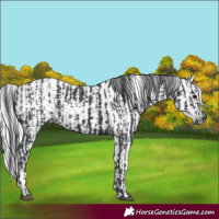 Horse Color:Black and Gray Black