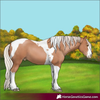 Horse Color:White Spotted Chocolate Silver Black Pearl Tobiano 