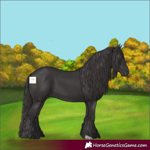 Horse Color:Smoky Black 