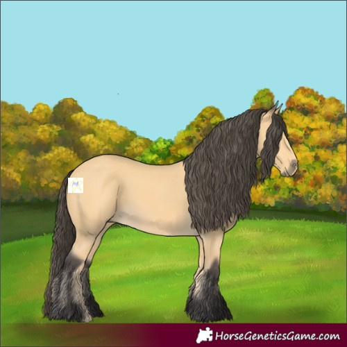 Horse Color:Buckskin 
