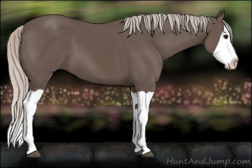 Horse Color:Silver Black Splash