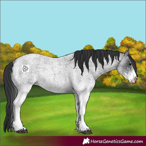 Horse Color:White Spotted Blue Roan Rabicano  and White Spotted Blue Roan Rabicano 