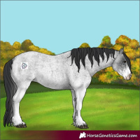 Horse Color:White Spotted Blue Roan Rabicano and White Spotted Blue Roan Rabicano