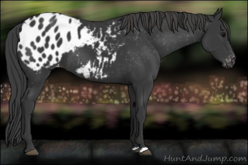 Horse Color:Black Appaloosa Rabicano 