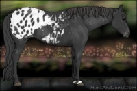 Horse Color:Black Appaloosa Rabicano 